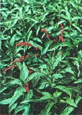 タデ藍赤花種の写真
